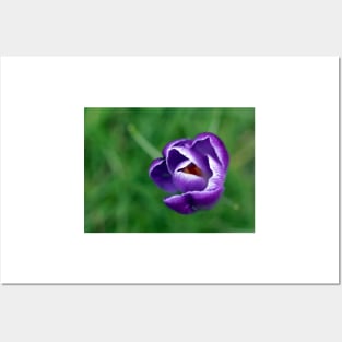 Single purple crocus Posters and Art